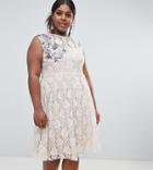 Little Mistress Plus Embellished Lace Skater Midi Dress - Cream