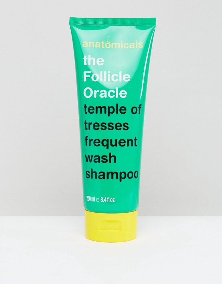 Anatomicals The Follicle Oracle Shampoo 250ml-clear