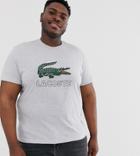 Lacoste Large Chest Logo T-shirt In Gray