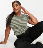 Asos Design Curve Crop T-shirt With Lettuce Edge In Khaki And Cream Stripe-multi