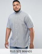 Tommy Hilfiger Plus Short Sleeve Shirt Stripe Buttondown In White/navy - Navy