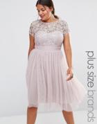 Little Mistress Plus Short Sleeve Lace Bodice Midi Dress With Tulle Skirt - Pink