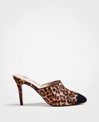 Ann Taylor Caia Leopard Print Haircalf Cap Toe Pumps