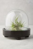 Anthropologie Glass Cloche