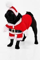 Boohoo Novelty Christmas Dog Outfit & Hat