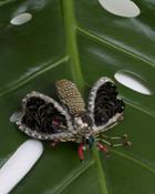 Jarin K Jewelry - Hand Beaded Victorian Moth Brooch