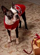 Dorothy Perkins Red Christmas Dog Jumper