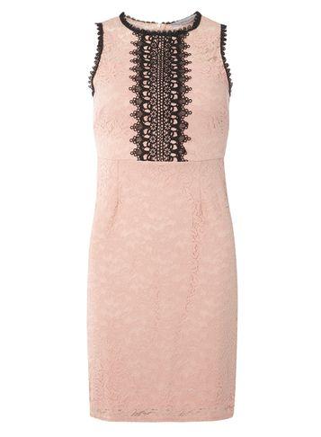 Dorothy Perkins Petite Blush Pink Lace Dress