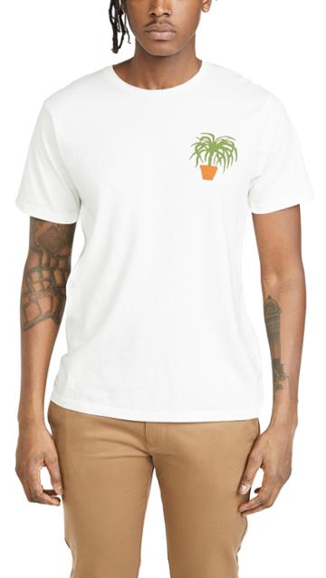 Mollusk Greenhouse Tee