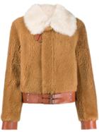 Coach Buckled Shearling Jacket - Brown