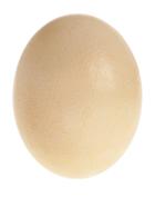 Maison Margiela Ostrich Egg Shell, Adult Unisex, Nude/neutrals