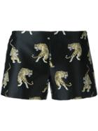 Giamba Tiger Print Shorts, Women's, Size: 38, Black, Polyester