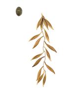 Jacquemus Floral Drop Earrings - Green