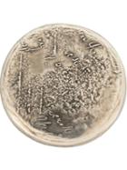 Werkstatt:münchen Round Pin, Adult Unisex, Metallic