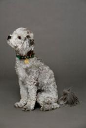 Found My Animal Womens Buffalo Plaid Canvas Collar