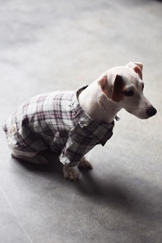 Kato Womens Lucky Pup Button Up Shirt