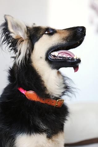 Found My Animal Womens Tie Dye Rope Collar