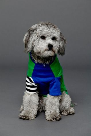 Ware Of The Dog Womens Colorblock Doggie Tee