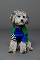 Ware Of The Dog Womens Colorblock Doggie Tee