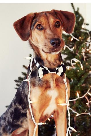 Max Bone Womens Little Lad Bow Tie Collar