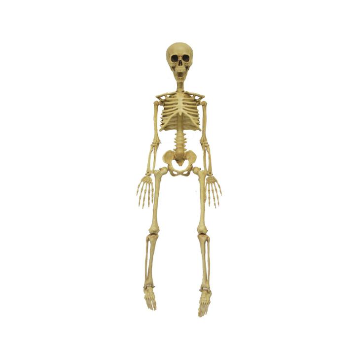 3' Realistic Skeleton