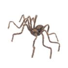 Brown Spider 50