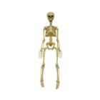 36 Skeleton