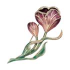 Dana Buchman Tulip Pin, Women's, Multicolor