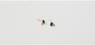 Lou & Grey Tai East/west Lapis Studs Spe-9950 Gv/la