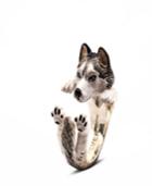 Siberian Husky Hug Ring In Sterling Silver And Enamel
