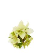 Matchesfashion.com Philippa Craddock - Faux Flower Brooch - Womens - Green