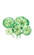 Luz Camino Navelwort Brooch
