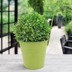 Romwe Iron Bucket With Detachable Handle