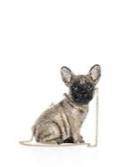 Judith Leiber Couture Pierre French Bulldog Crystal Clutch