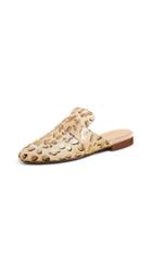 Kaanas Milan Pony Mules