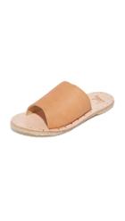 Beek Parrot Slides