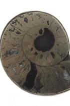  Pyritized Ammonite Ring