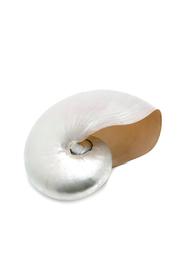  Polished Nautilus Shell