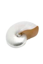  Polished Nautilus Shell