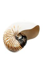  Natrual Nautilus Shell