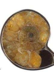  Ammonite Ring Sterling