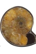  Ammonite Ring Sterling