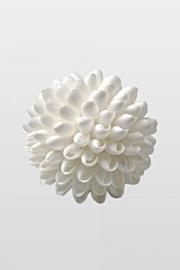  4 Shell Ball