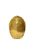  Gold Turtle Shell