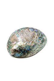  Polished Paua Shell