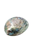  Polished Paua Shell