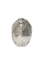  Silver Turtle Shell
