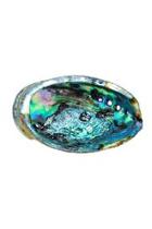  Smudging Abalone Shell
