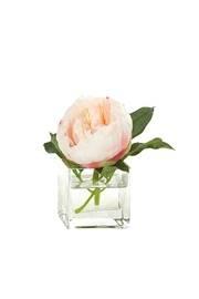  Cream Pink Peony