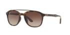 Ray-ban Rb4290f 53 Asian Fitting Tortoise Square Sunglasses